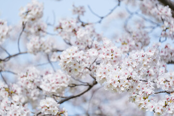White cherry blossoms, swaying in the wind, close-up