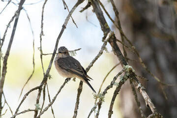 Mirando su entorno un Papamoscas gris "Muscicapa striata" 