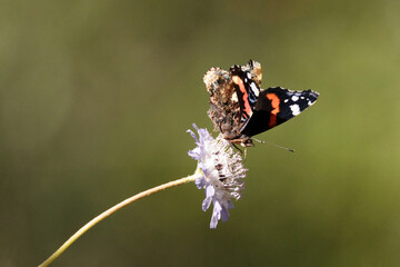 Posada en una flor silvestre una Mariposa Vanessa atalanta, Vulcana o almirante rojo 