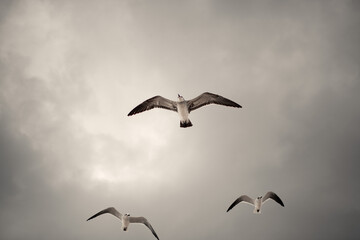 Flock of seagulls flying in dramatic cloudy sky, low angle view of birds in flight during stormy weather.