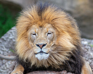 Portrait of a male African lion