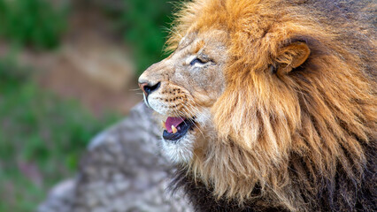Portrait of a male African lion