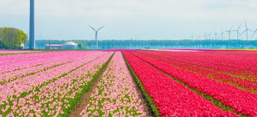 Colorful flowers growing in an agricultural field, Almere, Flevoland, The Netherlands, April 25, 2025