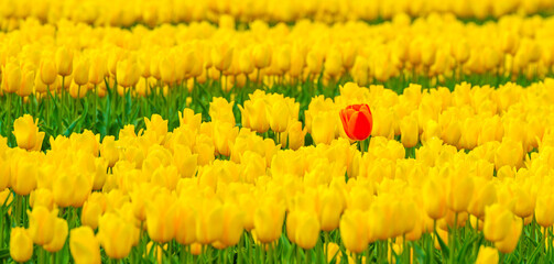 Colorful flowers growing in an agricultural field, Almere, Flevoland, The Netherlands, April 25, 2025