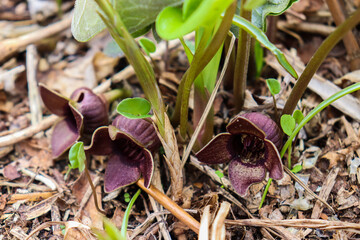 Asarum. Wild plants in the forest. Poison or medicine.