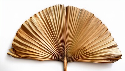 dried fan shaped tropical palm leaf isolated on white background