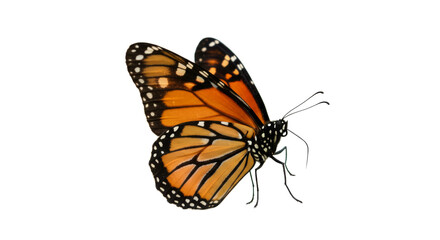 Fototapeta premium Monarch butterfly isolated on white background