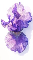 Translucent purple flower blooming soft light