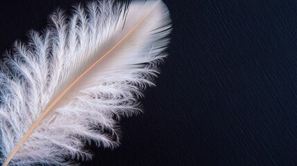 Delicate feather gently resting on a deep black background highlighting its intricate textures