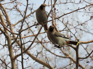 bird on a branch