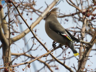 blue tit on branch