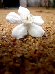Arabian jasmine