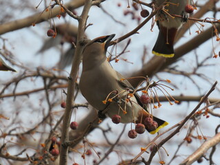 bird on a branch