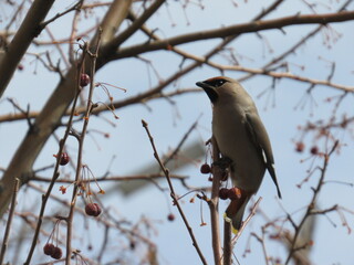 robin on branch