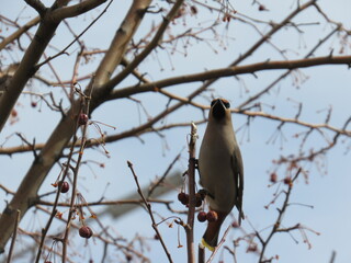 bird on a branch