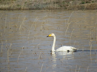 Obraz premium swan on the lake