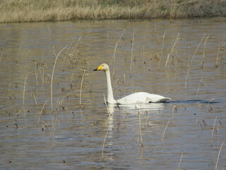 swan on the lake