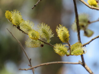 buds of willow
