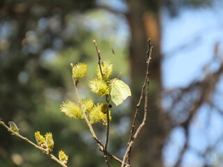 willow branch with catkins