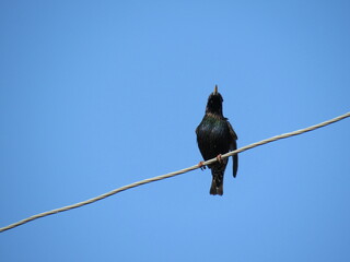 crow on a branch