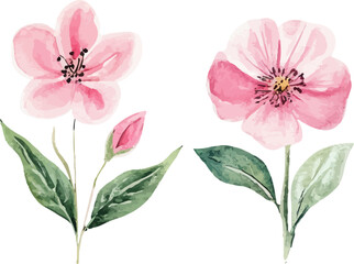 pink rose isolated on white