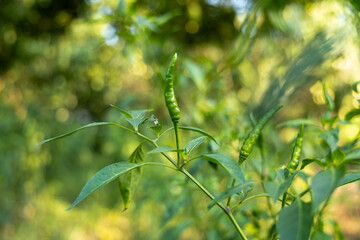 Close-up of vibrant red chili peppers on a plant.