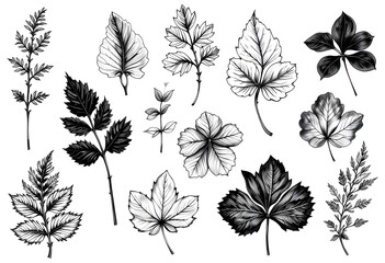 13 Hand-Drawn Style Vector Leaves In One Image, Detailed Pen-And-Ink Effect With Clean Digital Linework, All Leaves In Black And White Design