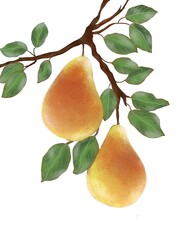 pear on branch
