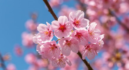 Obraz premium Close-up of vibrant pink cherry blossoms