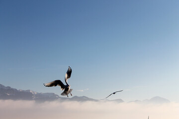 Oiseaux en vol sur le lac
