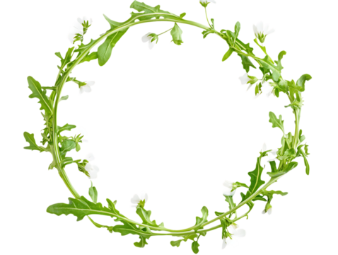 Arugula Flowers Growing with Vegetables