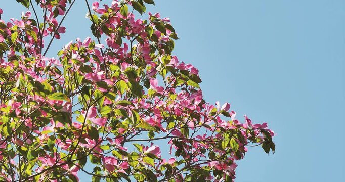 pink flowers of dogwood tree on blue sky