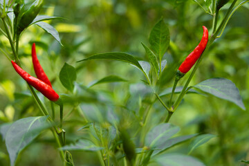 Close-up of vibrant red chili peppers on a plant.