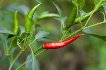 Close-up of vibrant red chili peppers on a plant.