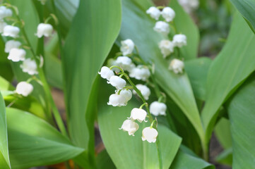 Brins de muguet dans un jardin en gros plan