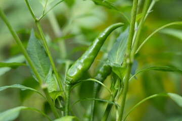 Close-up of vibrant green chili peppers on a plant.