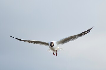 seagull in flight
