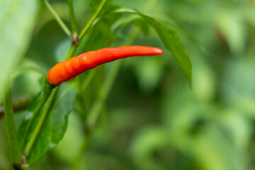 Close-up of vibrant red chili peppers on a plant.