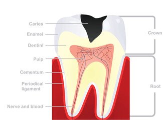 Isolated teeth structure. vector illustration