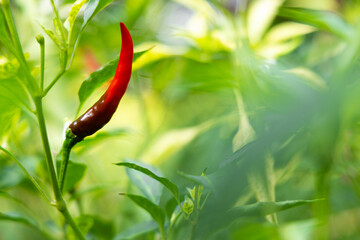 Close-up of vibrant red chili peppers on a plant.