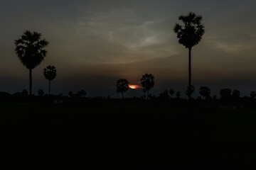 Silhouetted palm trees at sunset