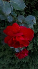 karmazynowe spotkanie