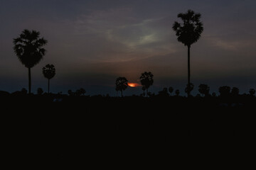 Silhouetted palm trees at sunset