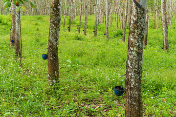Rubber tree industrial forest. Rubber plantation in West Java, Indonesia.