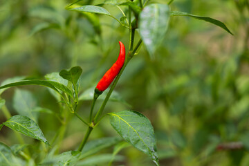 Close-up of vibrant red chili peppers on a plant.