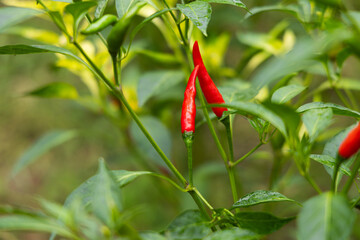 Close-up of vibrant red chili peppers on a plant.