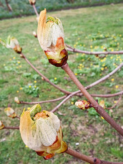 Cherry blossom buds blooming in spring meadow