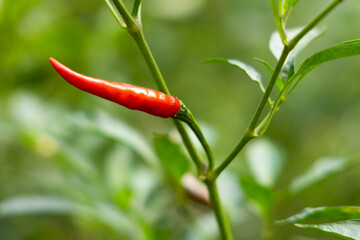 Close-up of vibrant red chili peppers on a plant.