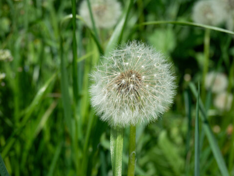 Close-up of Dandelion Seed Heads in a Green Meadow.
A detailed close-up of fluffy dandelion seed heads (Taraxacum) growing in a lush green meadow. The soft white seeds create a delicate a
