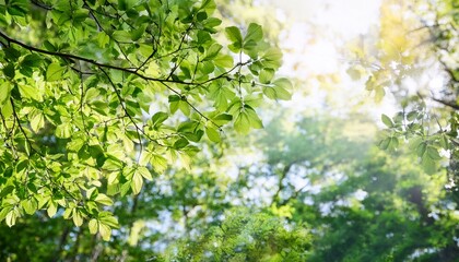 Obraz premium tree branches and green leaves overlay fine art photography background